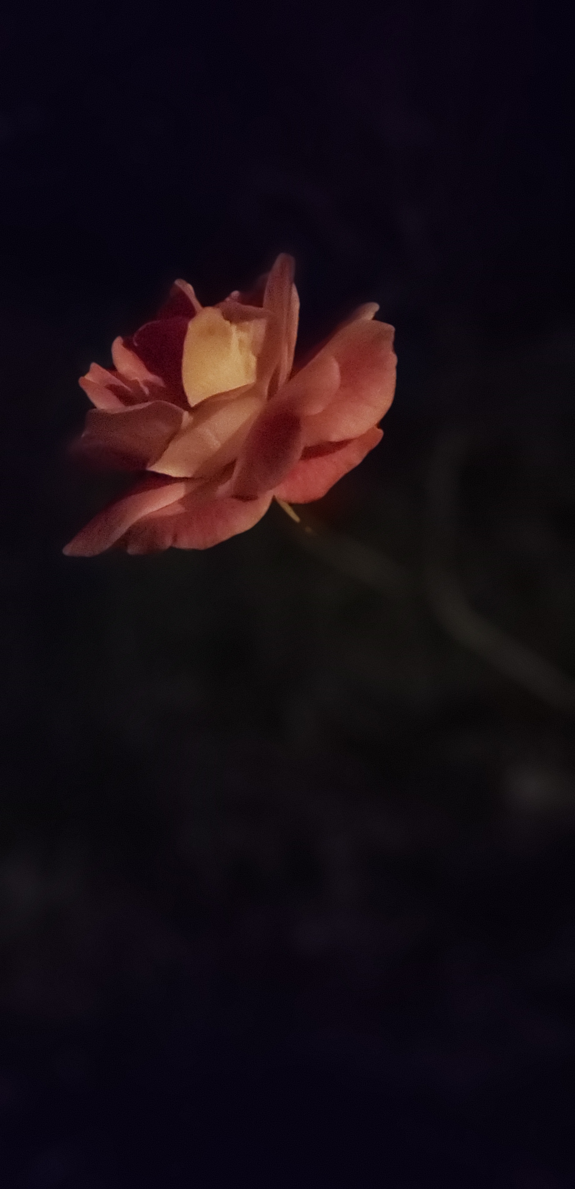 Monday motivation flower in the dark